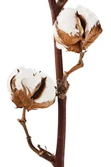 Cotton plant isolated on a white background