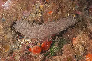 Cotton-spinner (Holothuria tubulosa)