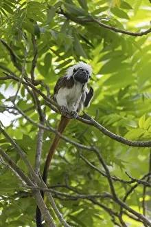 One cotton-top tamarin (Saguinus oedipus)is sitting in a tree