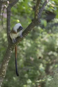 One cotton-top tamarin (Saguinus oedipus)is sitting in a tree