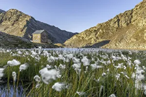 Cottongrass, cottonsedge and mountain hut Flaggerschartenhuette