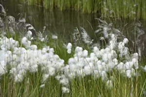 Cottongrass (Eriophorum) in a meadow