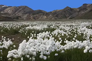 Cottongrass (Eriophorum) meadow and rhyolite mountains