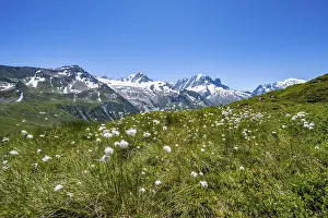 Cottongrass on a mountain meadow