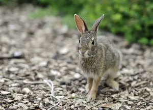 Cottontail rabbit (Sylvilagus)