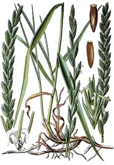 Couch grass (Triticum repens), medicinal plant