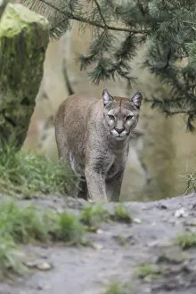 Cougar (Cougar concolor)