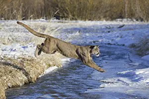 Cougar (Cougar concolor) adult