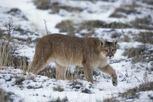 Cougar (Cougar concolor), adult female walking in the snow