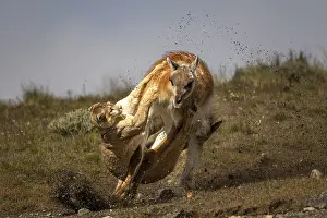 Cougar (Cougar concolor) attacking guanaco (Llama guanicoe) in stirred up soil