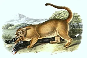 Cougar (Cougar concolor), digitally restored reproduction of an original from the 19th century