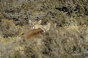 Cougar (Cougar concolor) female with young