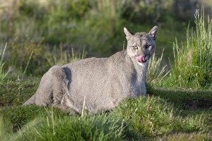 Cougar (Cougar concolor), silver lion