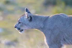 Cougar (Cougar concolor), silver lion