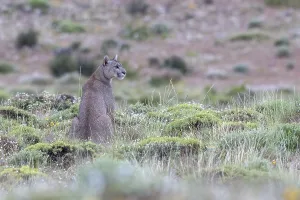 Cougar (Cougar concolor), silver lion