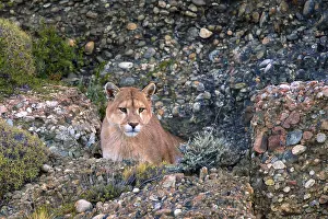 Cougar (Felis concolor patagonica) wbl