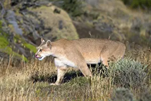 Cougar (Felis concolor patagonica) wbl