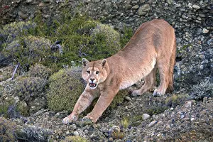 Cougar (Felis concolor patagonica) wbl