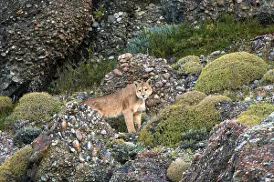 Cougar (Felis concolor patagonica) wbl