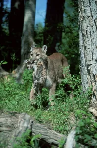 Cougar, female carrying cub (Felis concolor)