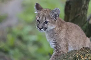 One cougar kitten, Puma concolor
