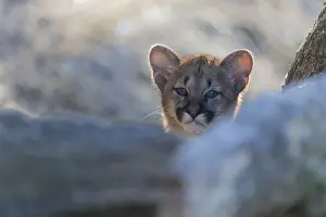 One cougar kitten, Puma concolor