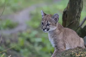 One cougar kitten, Puma concolor