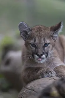 One cougar kitten, Puma concolor