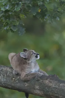 One cougar kitten, Puma concolor