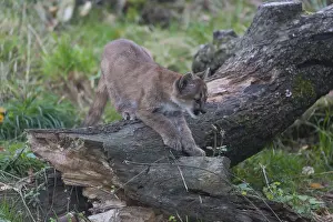One cougar kitten, Puma concolor