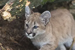 A cougar kitten, Puma concolor