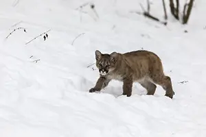 One cougar kitten, Puma concolor