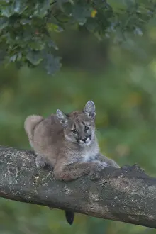 One cougar kitten, Puma concolor