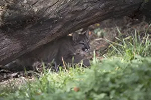 One cougar kitten, Puma concolor