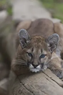 One cougar kitten, Puma concolor