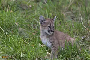 One cougar kitten, Puma concolor