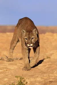Cougar, Monument Valley, Utah (Felis concolor)