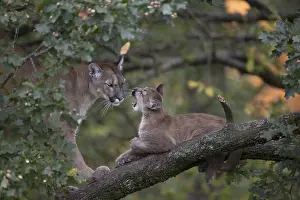 One cougar mother, Puma concolor