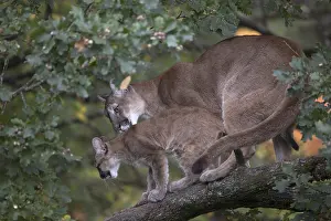 One cougar mother, Puma concolor