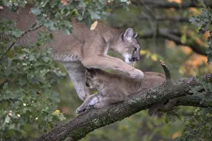 One cougar mother, Puma concolor