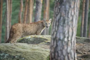 Cougar, Mountain Lion (Puma concolor)
