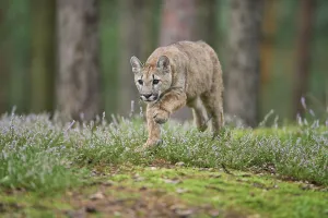 Cougar, Mountain Lion (Puma concolor)