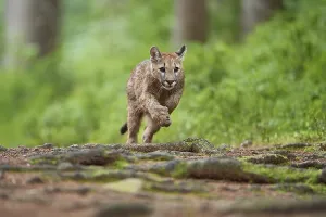 Cougar, Mountain Lion (Puma concolor)