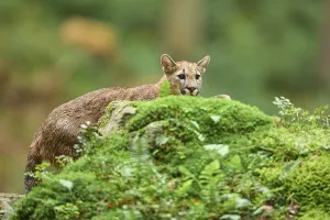 Cougar, Mountain Lion (Puma concolor)