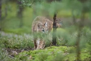 Cougar, Mountain Lion (Puma concolor)