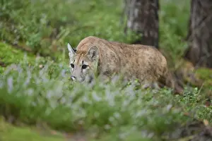 Cougar, Mountain Lion (Puma concolor)