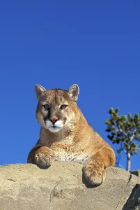 COUGAR (puma concolor), ADULT ON ROCK, MONTANA