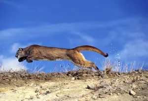 COUGAR (puma concolor), ADULT RUNNING, MONTANA