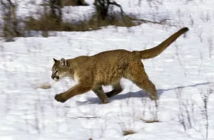 Cougar (puma concolor), Adult running on Snow