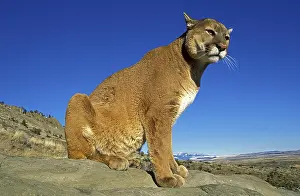 COUGAR (puma concolor), ADULT STANDING ON ROCK